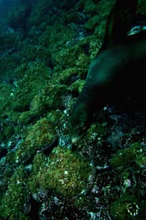 Lobo marino galapagueño