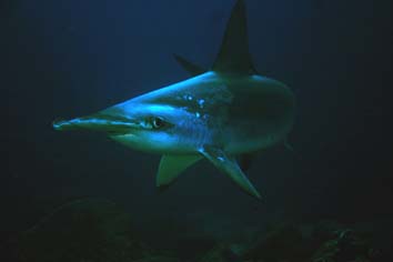 Tiburón martillo