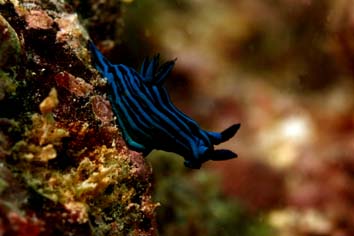 Nudibranquio