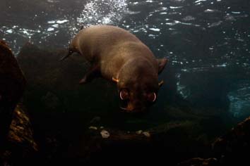 Lobo marino galapagueño