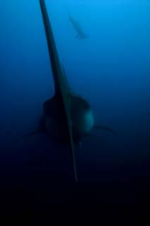 Tiburón ballena y martillo