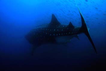 Tiburón ballena hundiéndose