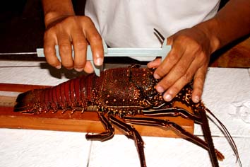 Midiendo una langosta roja