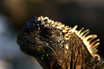 Iguana