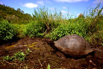 Galapagos 3