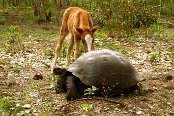 Tortuga y caballo