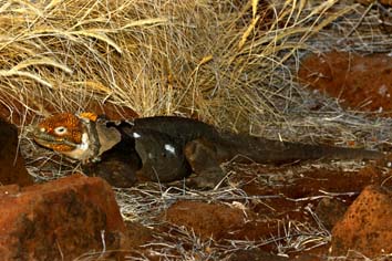 Iguana terrestre