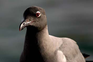 Gaviota de lava