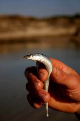 Aguacioso pescado