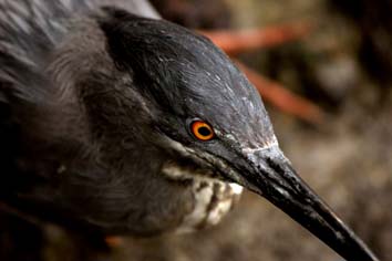 Garza de lava 3