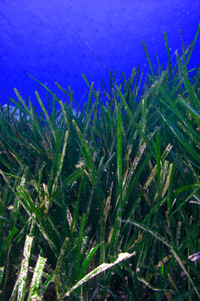 Posidonia