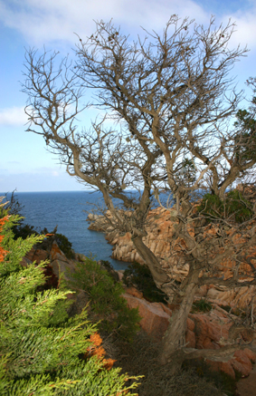 arbol y mar